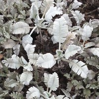 Tanacetum densum amani